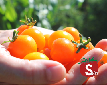 Sun Sugar Hybrid Tomato Seeds
